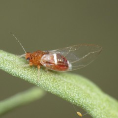 Bactericera dorsalis