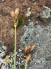 Carex tahoensis
