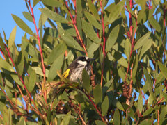 Phylidonyris niger niger