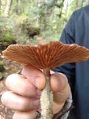 Cystoderma carcharias