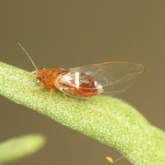 Bactericera dorsalis