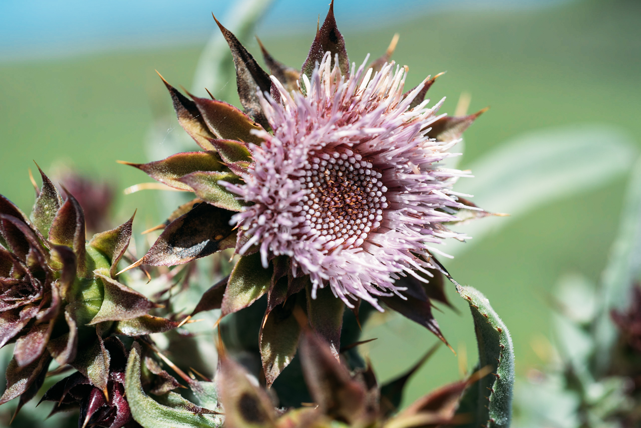 Cirsium fontinale var. obispoense