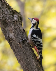 Dendrocopos leucotos