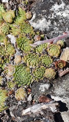 Sempervivum pumilum