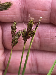 Carex tahoensis