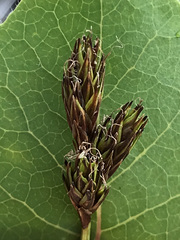 Carex tahoensis