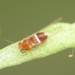 Bactericera dorsalis
