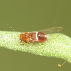 Bactericera dorsalis
