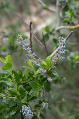 Ceanothus leucodermis