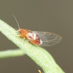 Bactericera dorsalis