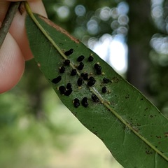 Eulophus