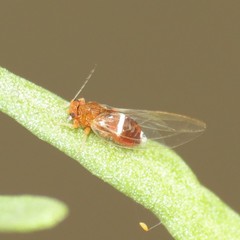 Bactericera dorsalis