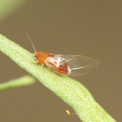 Bactericera dorsalis
