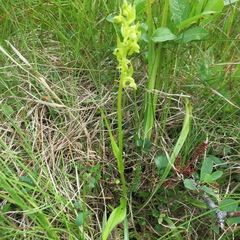 Platanthera tipuloides behringiana