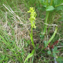 Platanthera tipuloides behringiana