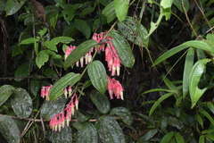Psammisia ecuadorensis