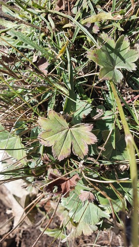 Alchemilla sericata, photograph 6