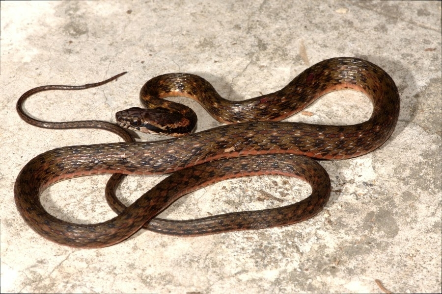 Yunnan Keelback