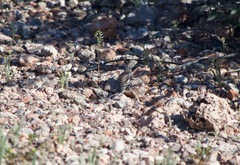 Callisaurus draconoides ventralis