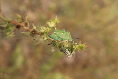 Chlorochroa sayi