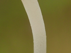 Clavaria acuta