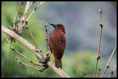 Micropternus brachyurus