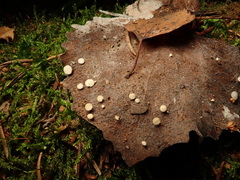 Hymenoscyphus immutabilis