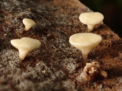 Hymenoscyphus immutabilis