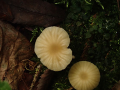 Chrysomphalina grossula