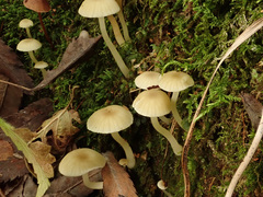 Chrysomphalina grossula