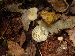 Chrysomphalina grossula
