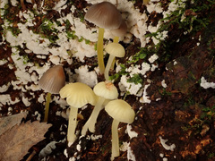 Chrysomphalina grossula