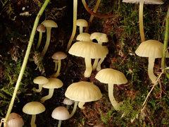 Chrysomphalina grossula