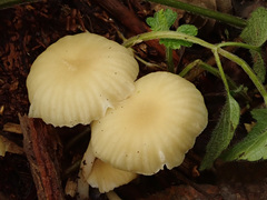 Chrysomphalina grossula