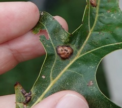 Callirhytis favosa