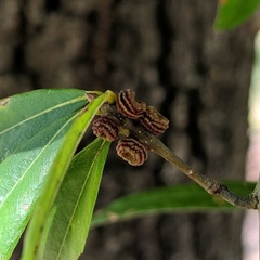 Kokkocynips difficilis