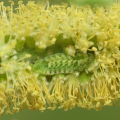 Leptotes marina