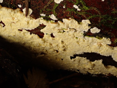 Antrodiella citrinella