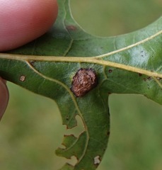 Callirhytis favosa