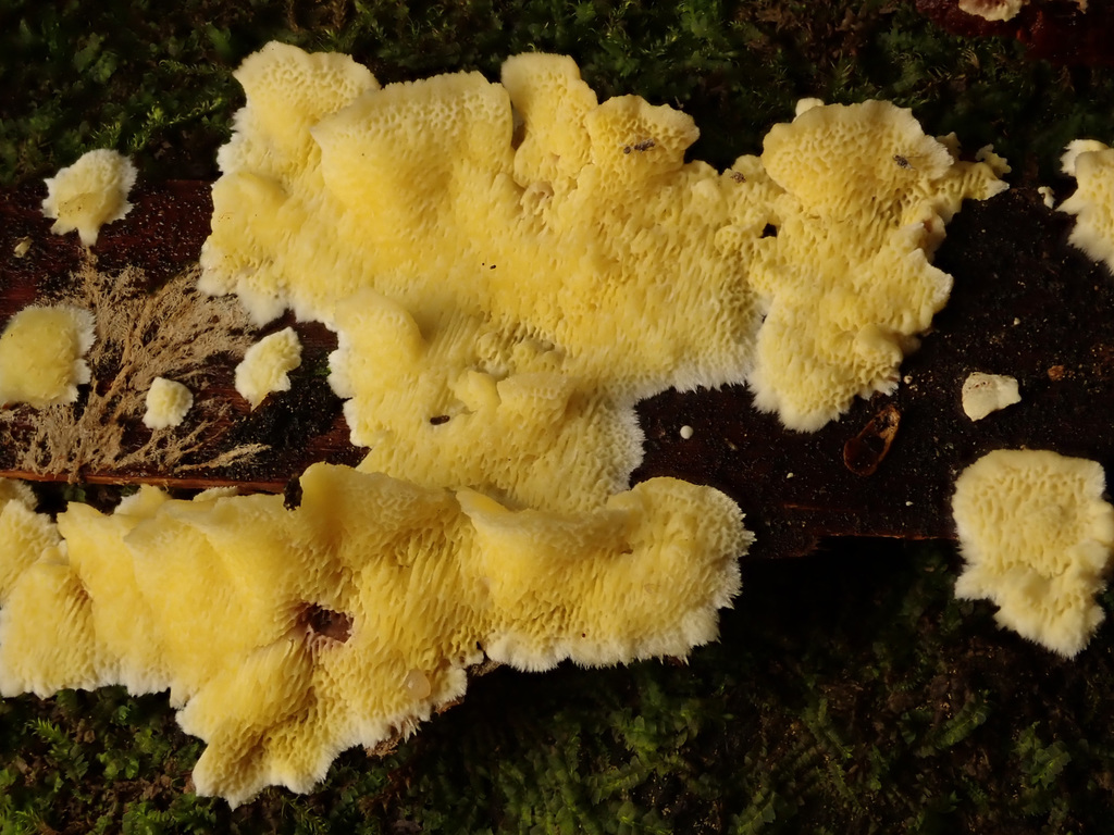 Lemon-colored Antrodiella