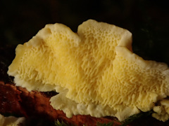 Antrodiella citrinella