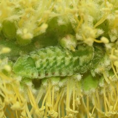 Leptotes marina