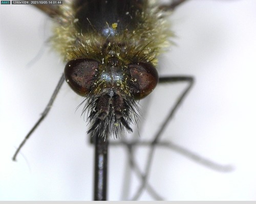 iNaturalist observation photo of Conophorus