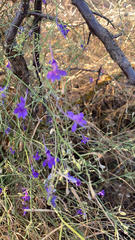 Delphinium consolida