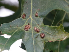 Callirhytis favosa