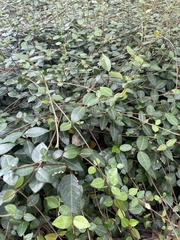 Vinca minor