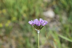 Allium canadense lavandulare