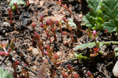 Crassula aquatica
