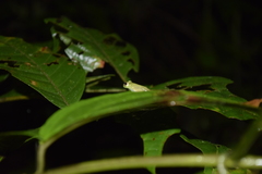 Chimerella mariaelenae