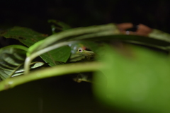 Chimerella mariaelenae